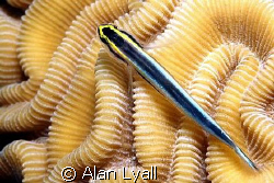 Sharknose goby - Bonaire - Canon EOS350D; EF-S 60mm by Alan Lyall 